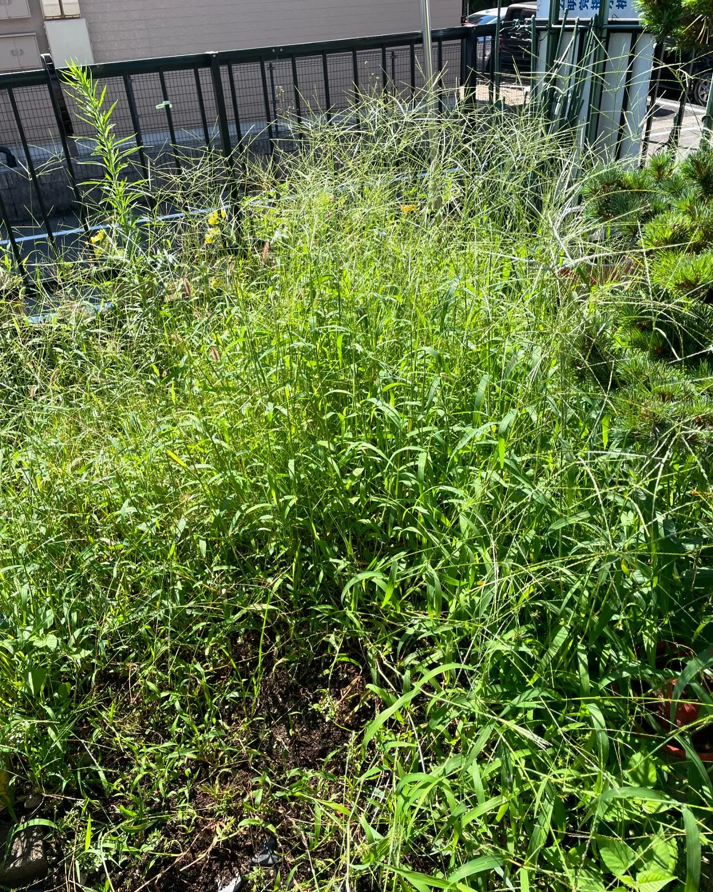 草取りご依頼の一例です🌱