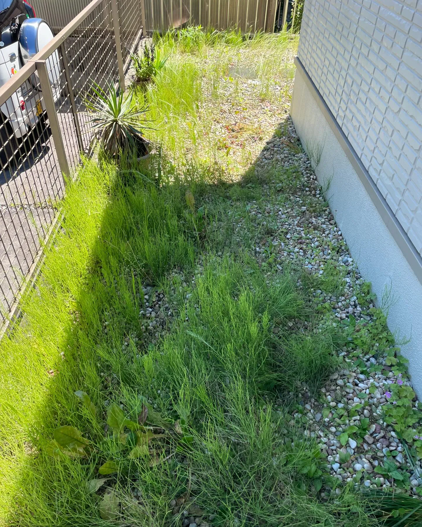 草取りご依頼の一例です🌱