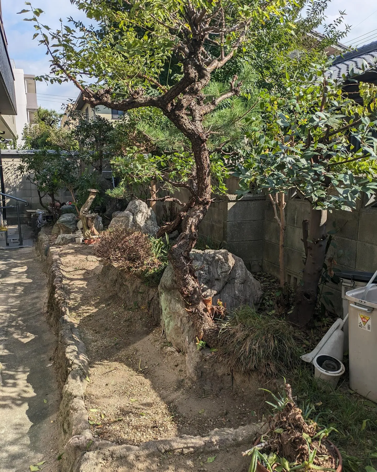 剪定と伐採のご依頼🌲