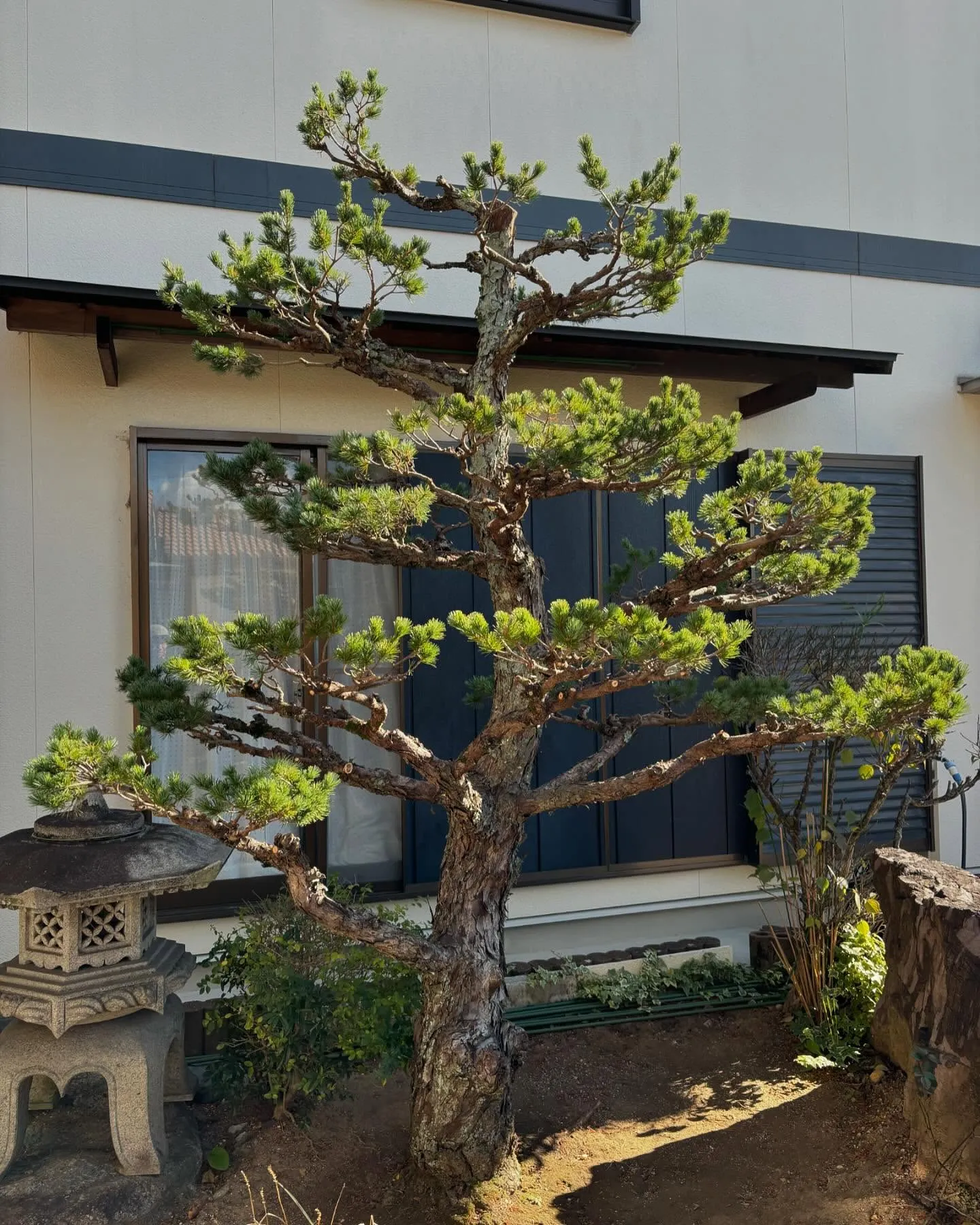 リピーターのお客様から松の木剪定のご依頼🌳