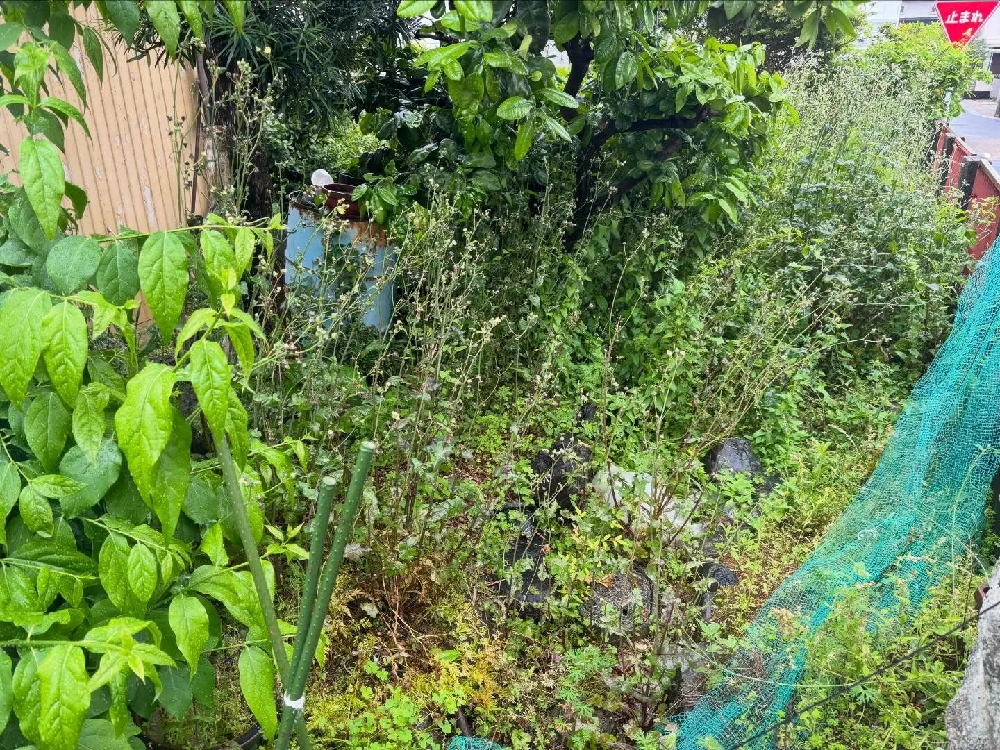 豊田市朝日丘町にて草刈り、草取りのご依頼🌱