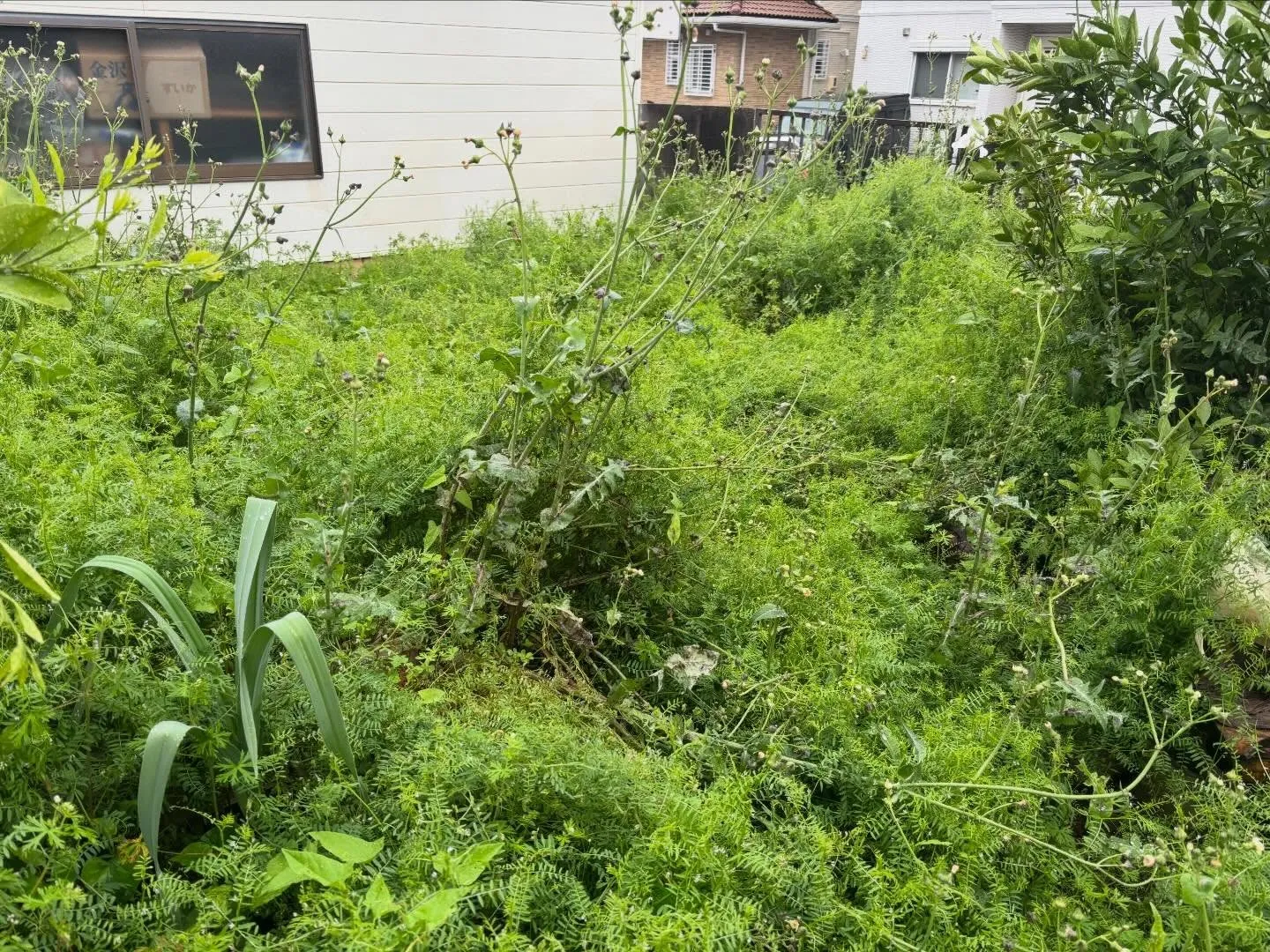 豊田市朝日丘町にて草刈り、草取りのご依頼🌱