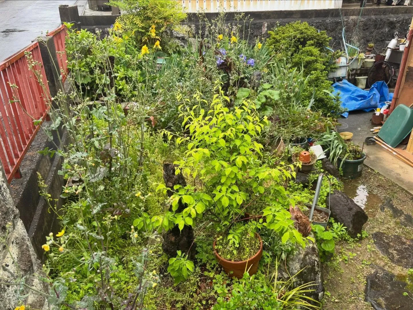 豊田市朝日丘町にて草刈り、草取りのご依頼🌱