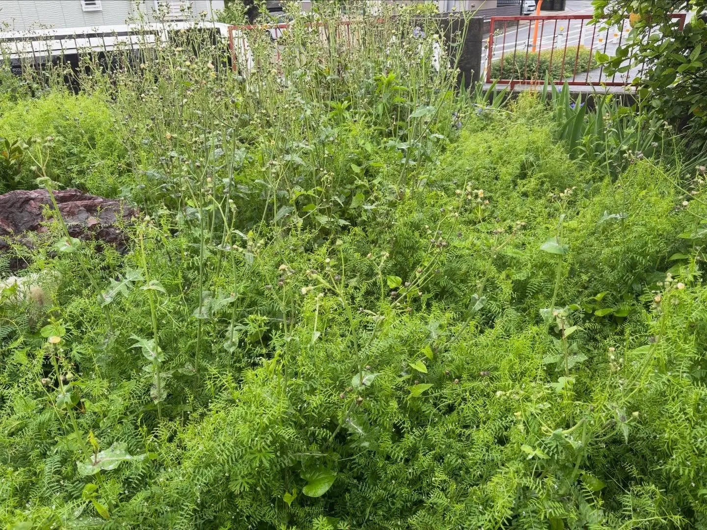 豊田市朝日丘町にて草刈り、草取りのご依頼🌱