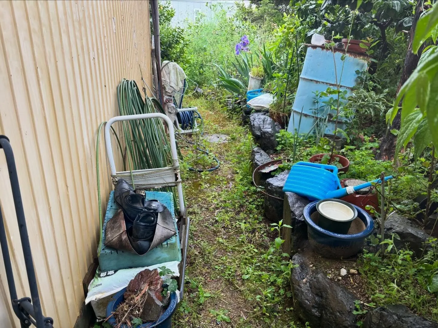 豊田市朝日丘町にて草刈り、草取りのご依頼🌱
